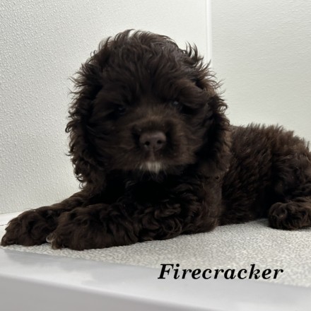 puppy, for, sale, Cocker Spaniel, Joe & Cherri  Overlease, dog, breeder, Miller, MO, dog-breeder, puppy-for-sale, forsale, nearby, find, puppyfind, locator, puppylocator, aca